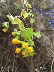 Senecio quinquelobus