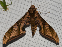 Protambulyx euryalus