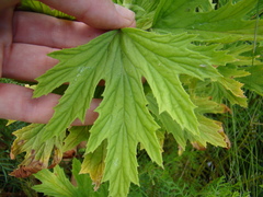 Pelargonium citronellum