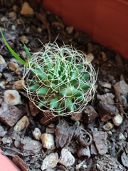 Mammillaria decipiens