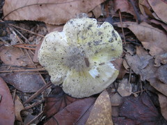 Tricholoma subluteum
