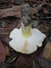 Tricholoma subluteum