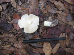 Tricholoma subluteum