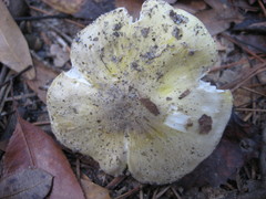 Tricholoma subluteum