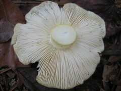 Tricholoma subluteum