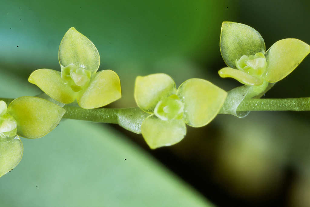 Stelis hymenantha
