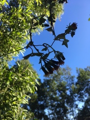 Senecio quinquelobus