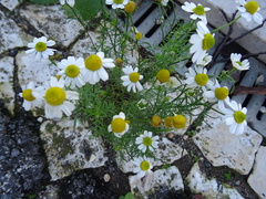 Matricaria chamomilla