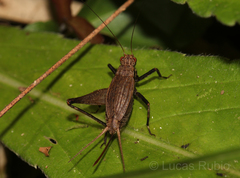 Lerneca inalata