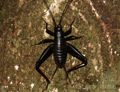 Laranda meridionalis