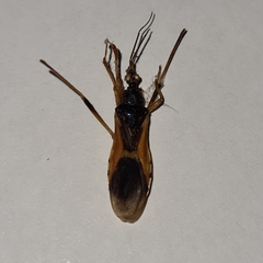 Ectomocoris ornatus