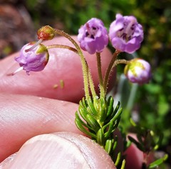 Phyllodoce × intermedia