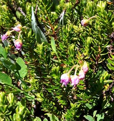 Phyllodoce × intermedia