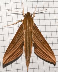 Xylophanes aristor
