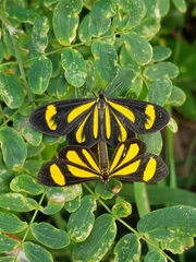 Cyllopoda claudicula