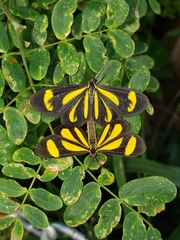 Cyllopoda claudicula