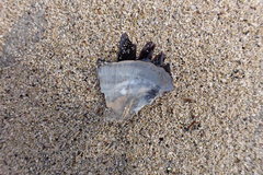Petrasma borealis