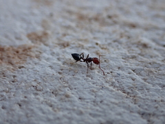 Crematogaster alluaudi