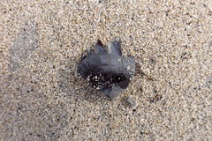 Petrasma borealis