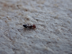 Crematogaster alluaudi