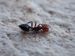 Crematogaster alluaudi