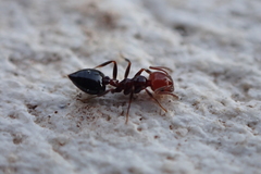 Crematogaster alluaudi