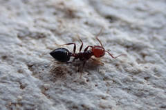 Crematogaster alluaudi
