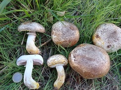 Agaricus iodosmus