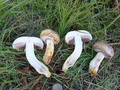Agaricus iodosmus