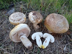 Agaricus iodosmus