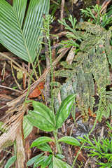 Malaxis lepanthiflora image
