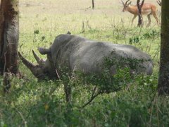 Ceratotherium simum