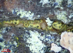 Thyronectroidea chrysogramma
