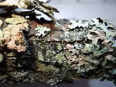 Thyronectroidea chrysogramma