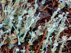 Media resource of Cladonia cervicornis