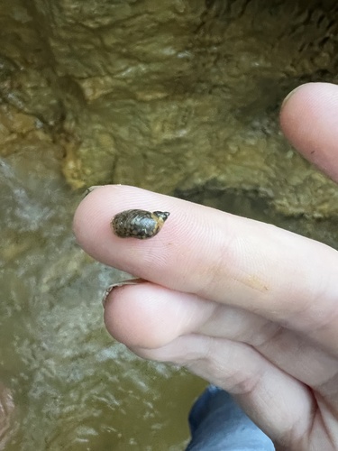 American Ribbed Fluke Snail, Viale Bellezza, Fairhope, AL, US, photo 8 of 10