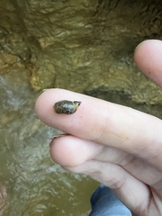 Pseudosuccinea columella