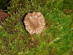 Lichenomphalioideae