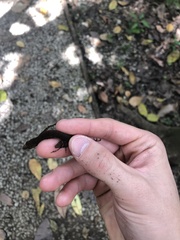 Anolis apletophallus