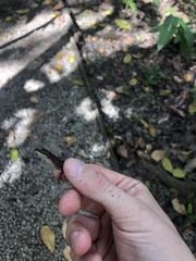 Anolis apletophallus