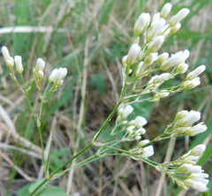 Eremogone longifolia