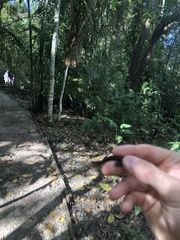 Anolis apletophallus