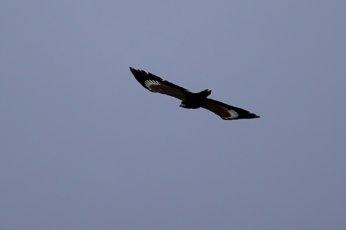 Pileated Woodpecker photographed in Mississippi