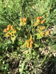Euphorbia esula