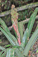 Hohenbergiopsis guatemalensis