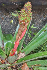 Hohenbergiopsis guatemalensis