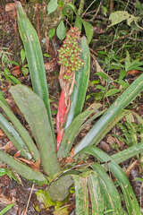 Hohenbergiopsis guatemalensis