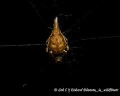 Eriovixia pseudocentrodes