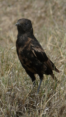 Myrmecocichla aethiops