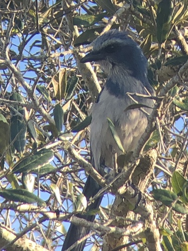 Corvidae image